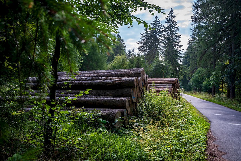Zwei Schichte Holz liegen für den Abtransport im Wald