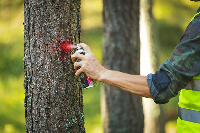 Ausschreibung für Baumfällung: Holzfäller markiert zu fällenden Baum mit Sprühfarbe.