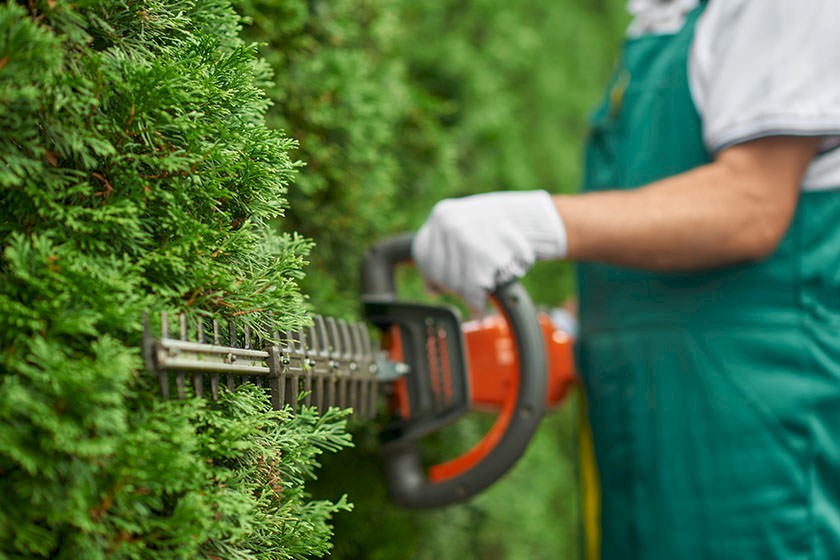 Ausschreibungen Entwicklungspflege: Gärtner schneidet Hecke
